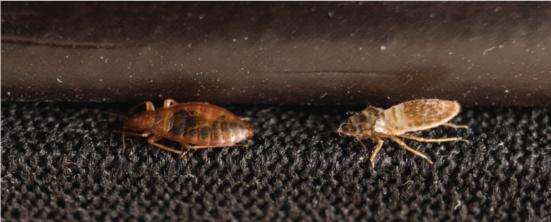 Bed Bugs on Bed Frame