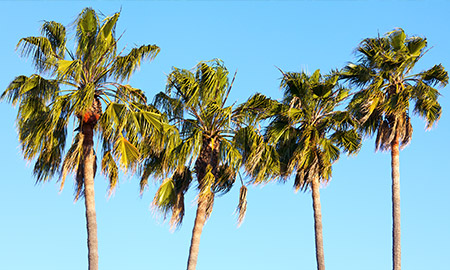Palm Tree Services