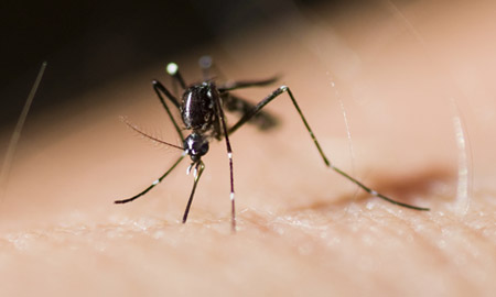 Mosquito Control Program