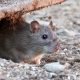 rodent-removal-and-prevention