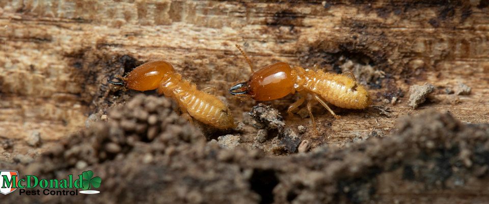 termite-protection