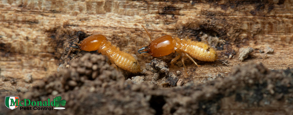 termite-protection