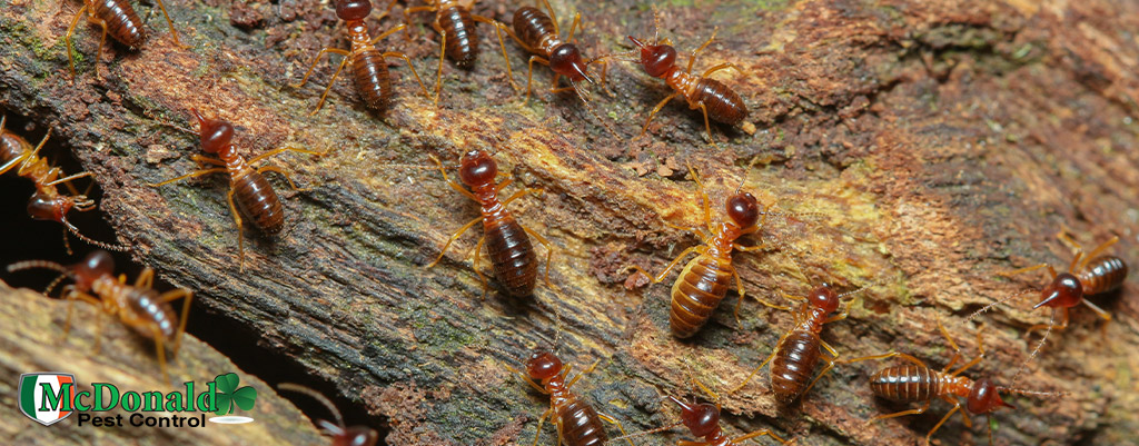 termite-season