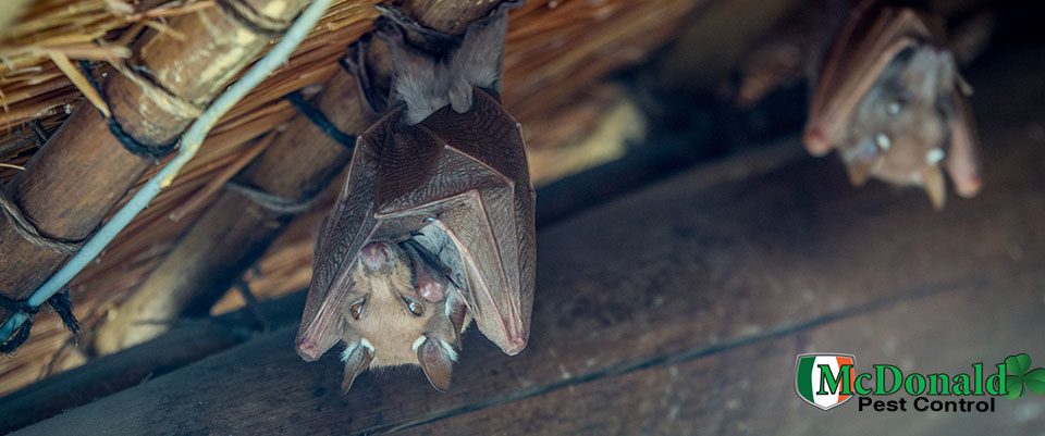 how-to-get-rid-of-bats