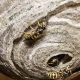 how-to-deal-with-wasps-nests