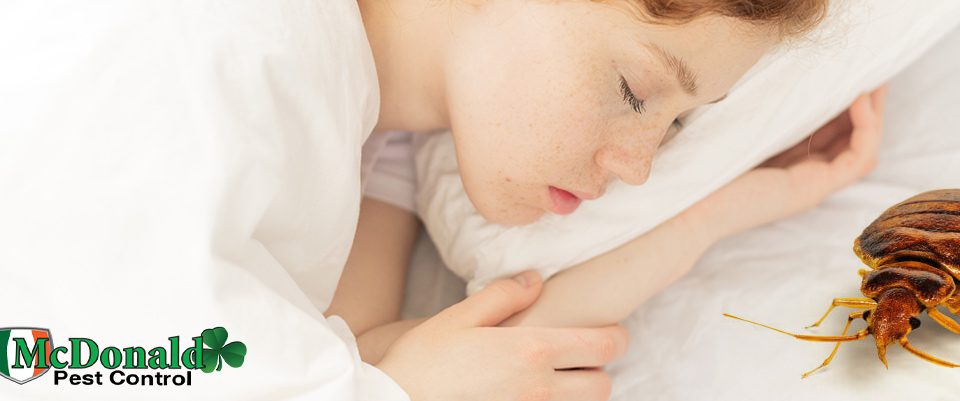 best-bed-bug-treatment