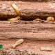 how-to-prevent-termites