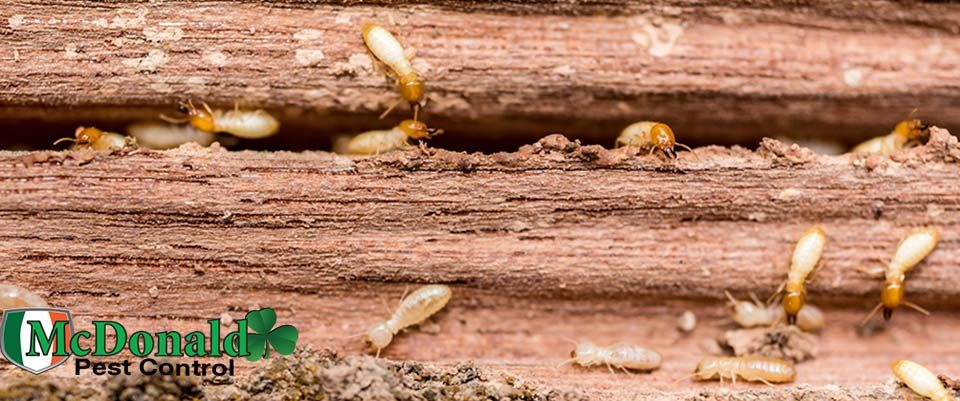 how-to-prevent-termites