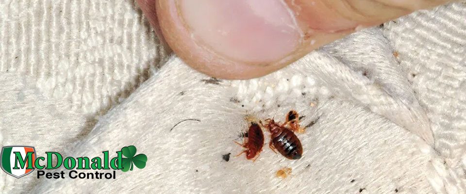 exterminate-bed-bugs