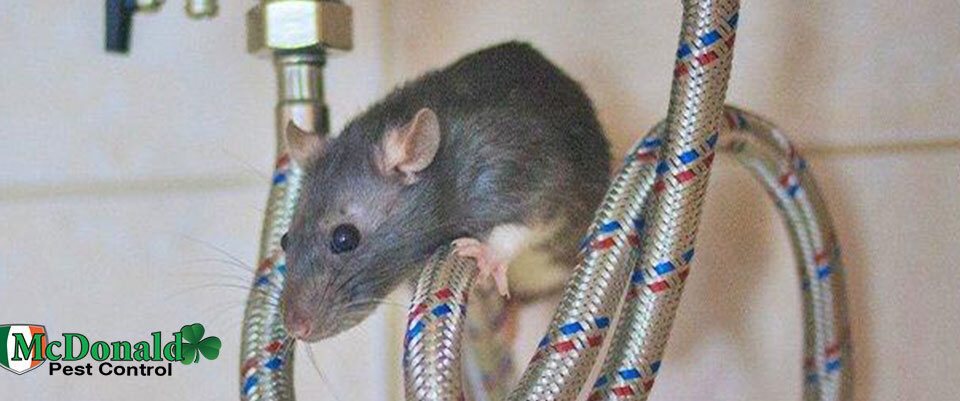 rat-infestation-in-home