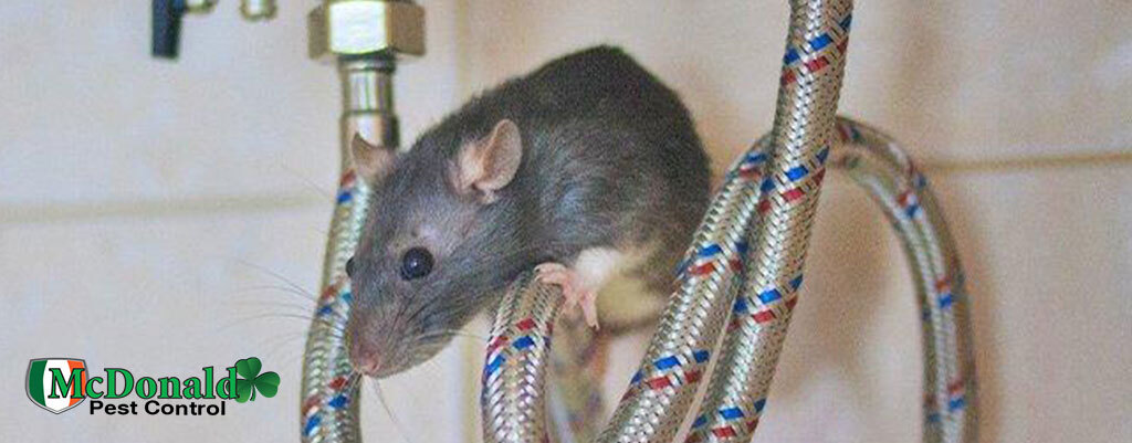 rat-infestation-in-home