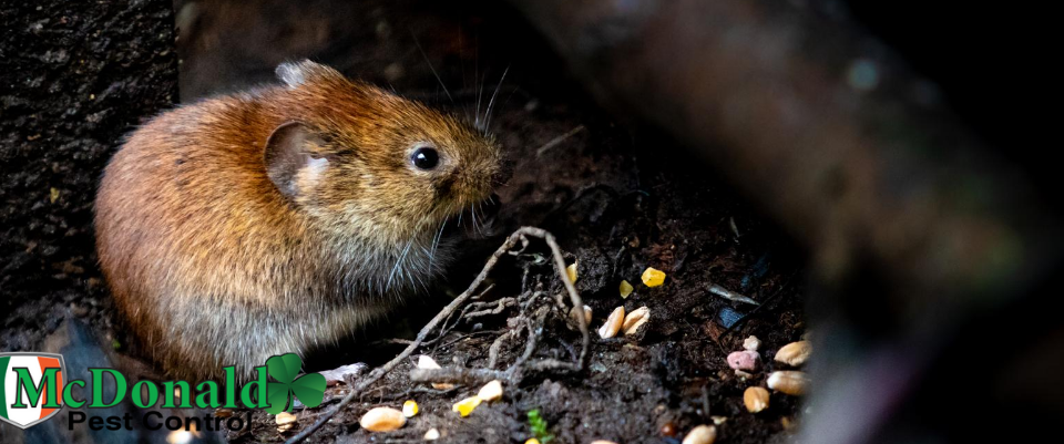 best-way-to-get-rid-rats