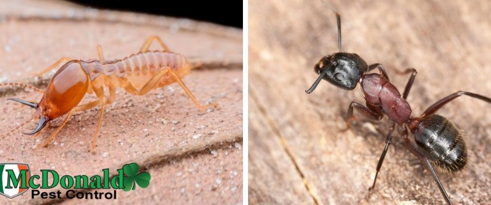 termites-or-carpenter-ants