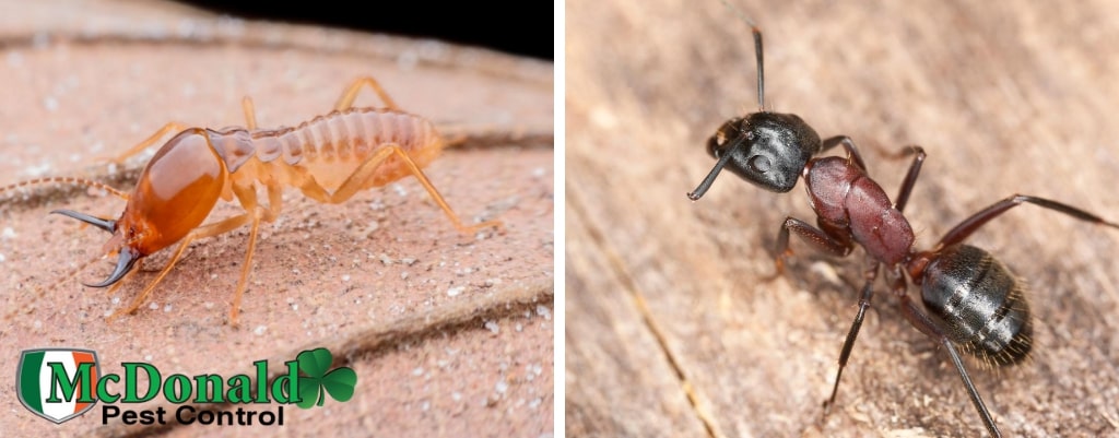 termites-or-carpenter-ants