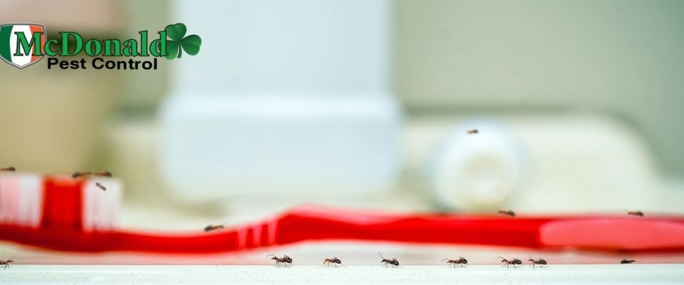 get-rid-of-ants-in-house
