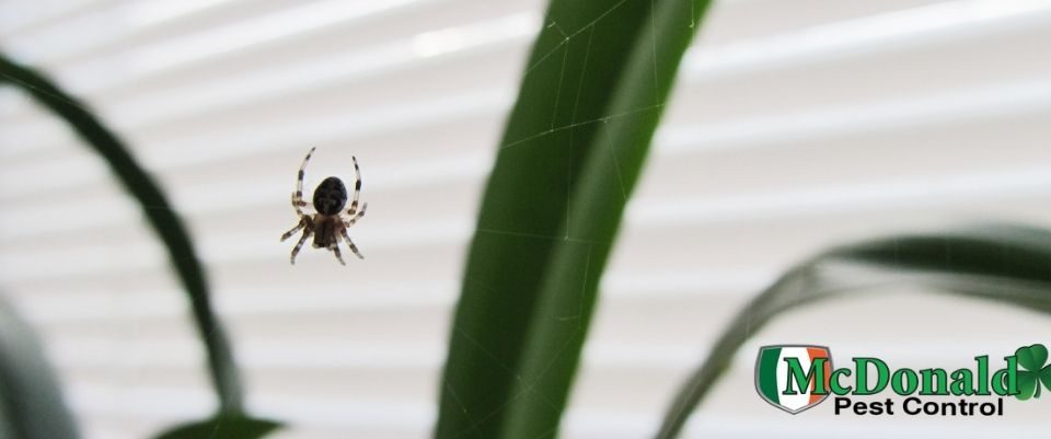 spider-pest-control