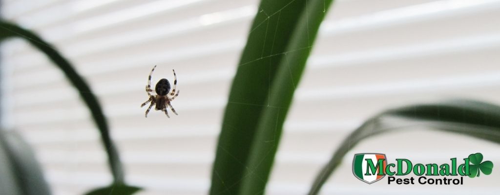 spider-pest-control