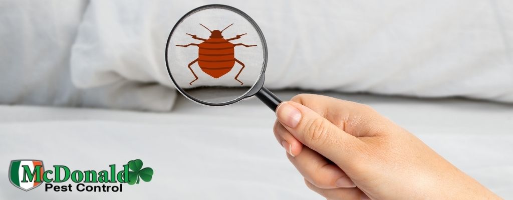 bed-bug-infestation