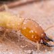are-termites-active-in-the-winter