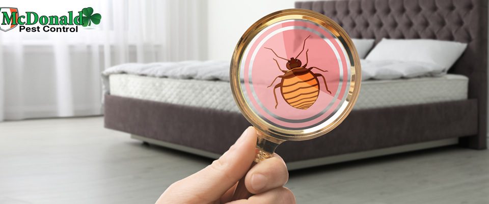 checking-for-bed-bugs