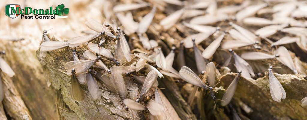 drywood-termite-treatment