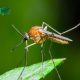 how-do-mosquitoes-breed