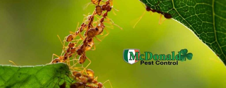 How Do You Get Rid of Ants in Florida Homes? McDonald