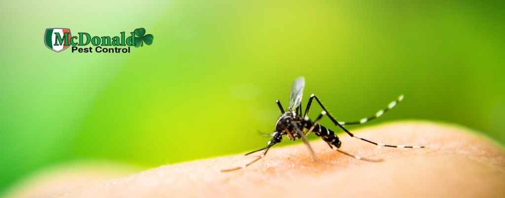 facts-about-mosquitoes