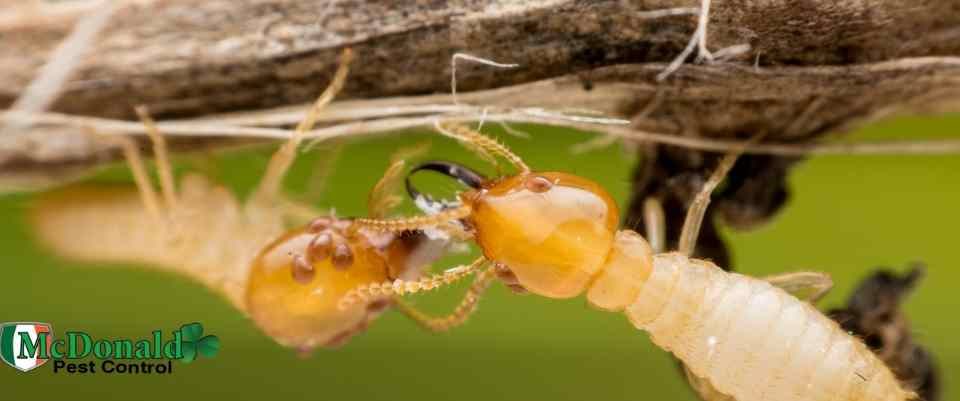 termites-with-wings
