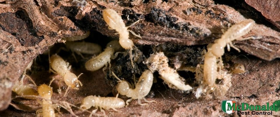 how-do-termites-swarm-and-infest-your-home