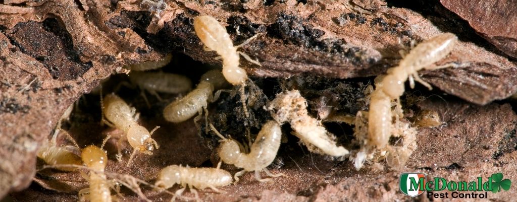 how-do-termites-swarm-and-infest-your-home