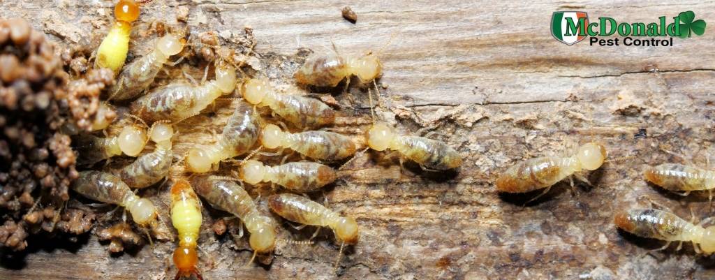 subterranean-termites-treatment