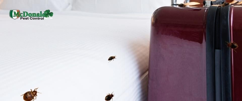 how-do-bed-bugs-travel