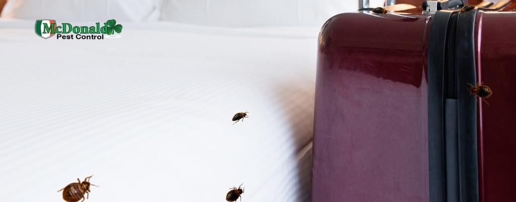 how-do-bed-bugs-travel