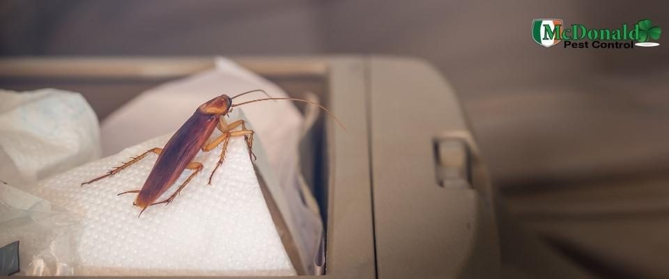 how-to-get-rid-of-cockroaches-in-your-car