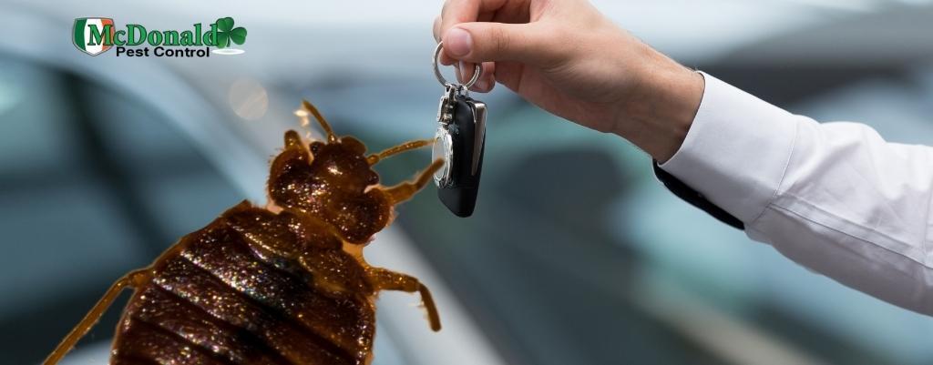 can-bed-bugs-live-in-your-car