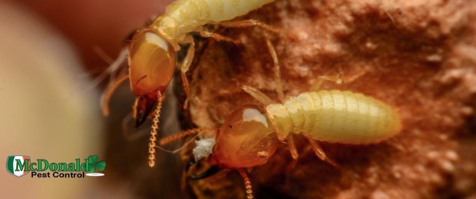 signs-of-termite-damage