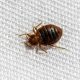how-long-do-bed-bugs-live
