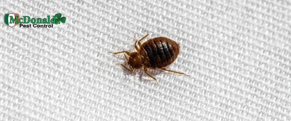 how-long-do-bed-bugs-live