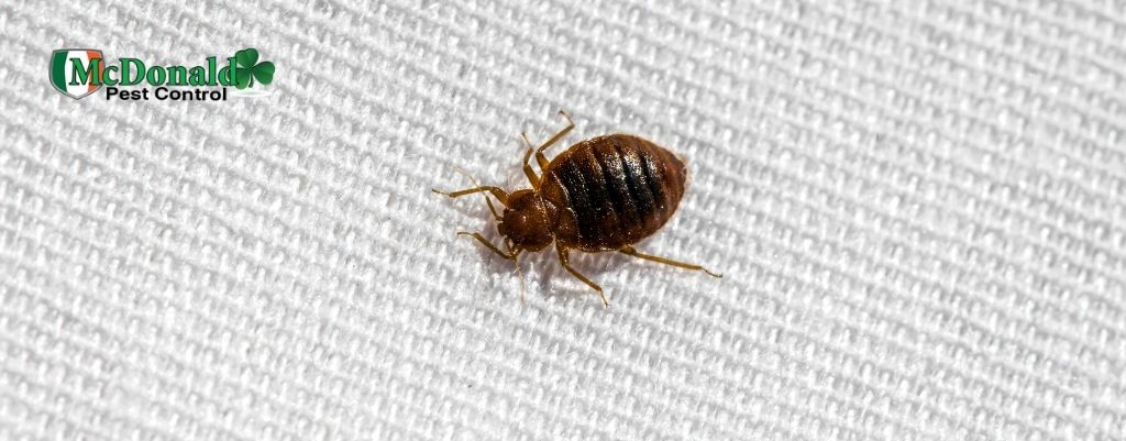 Bed Bugs Live Mcdonald Pest Control, Bed Bugs Hide In Plastic