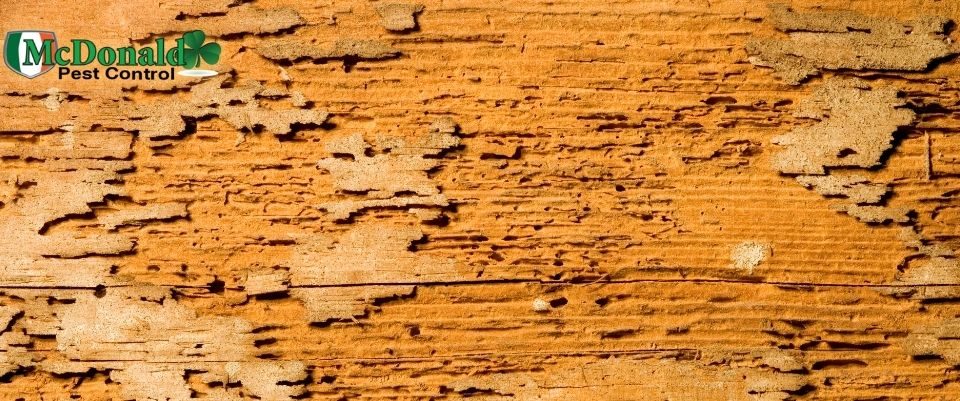 old-vs-new-termite-damage