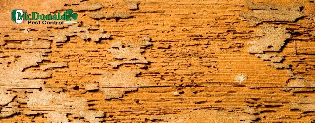 How to Tell Old Termite Damage Vs. New Termite Damage