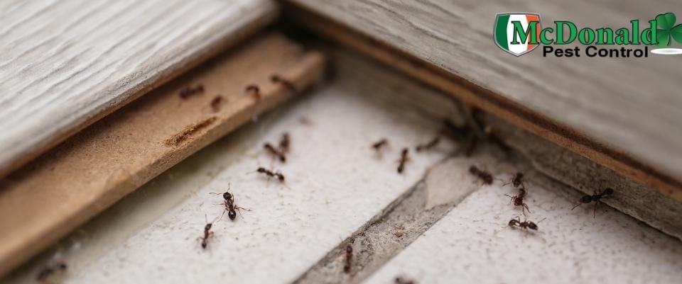 signs-of-an-ant-infestation
