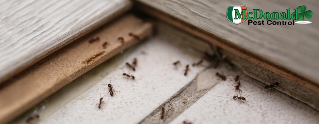 signs-of-an-ant-infestation