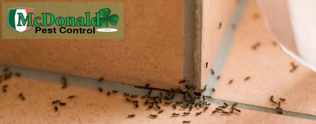 facts-about-ants