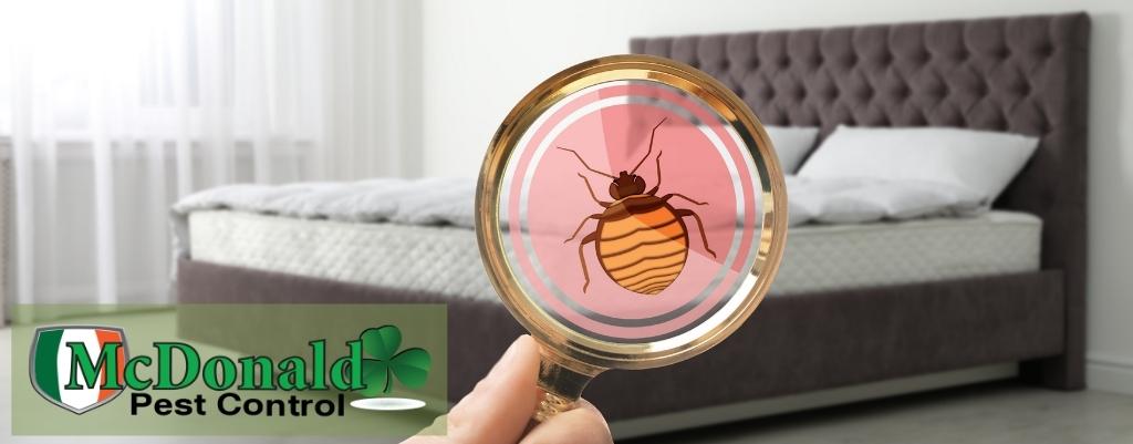 heat-treatment-for-bed-bugs