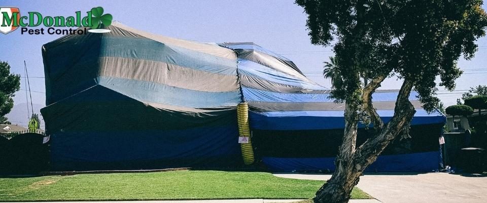 tenting-a-house-for-termites