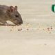 how-to-seal-openings-to-keep-rodents-out
