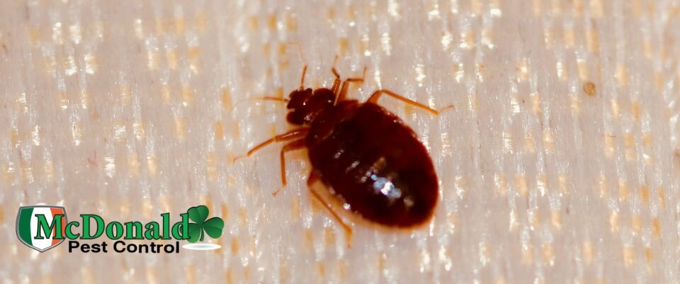 bed-bugs-are-difficult-to-kill