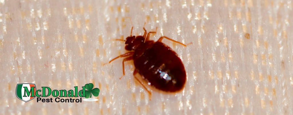 bed-bugs-are-difficult-to-kill
